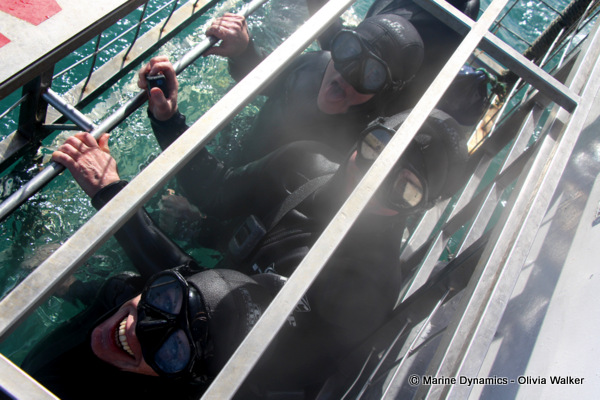shark cage diving, South Africa