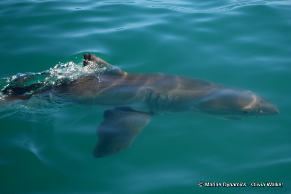Great White shark, shark cage diving, South Africa
