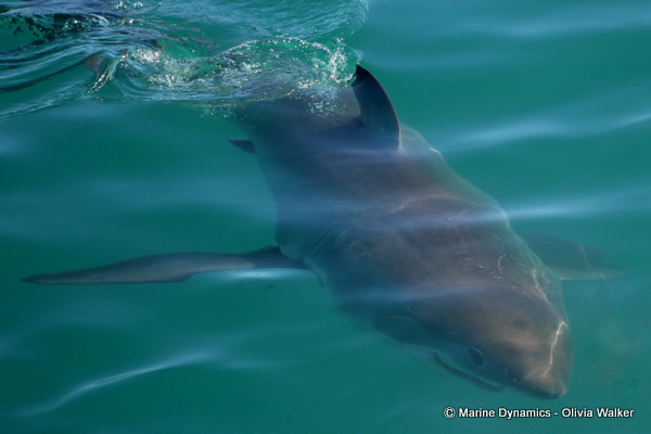 Great White shark, shark cage diving, South Africa