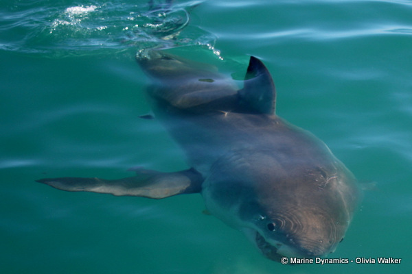 Great White shark, shark cage diving, South Africa