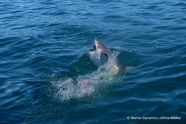 Great White shark, shark cage diving, South Africa