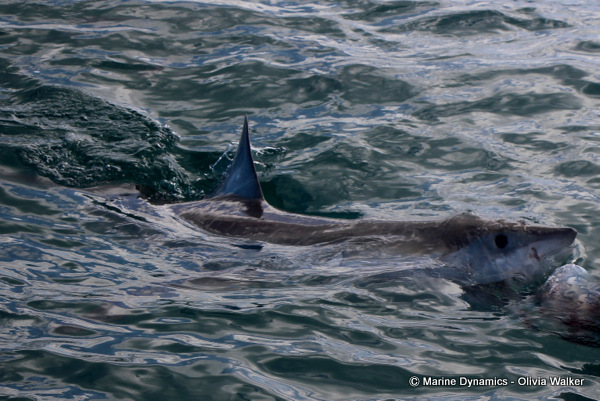 Great White shark, shark cage diving, South Africa