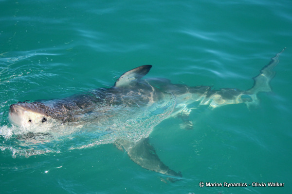 Great White shark, shark cage diving, South Africa