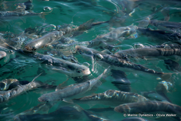shark cage diving, South Africa