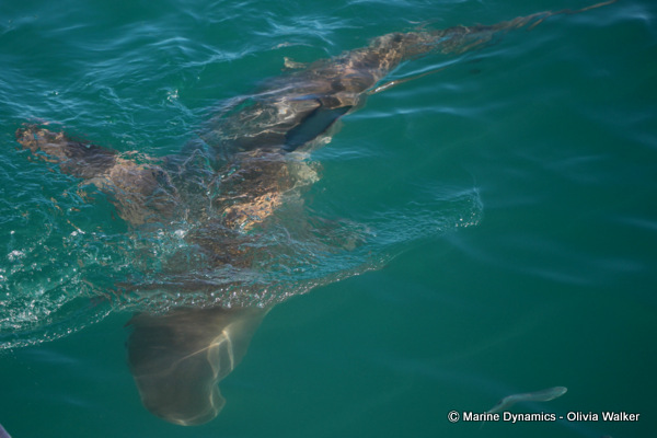 Bronze Whaler shark, shark cage diving, South Africa