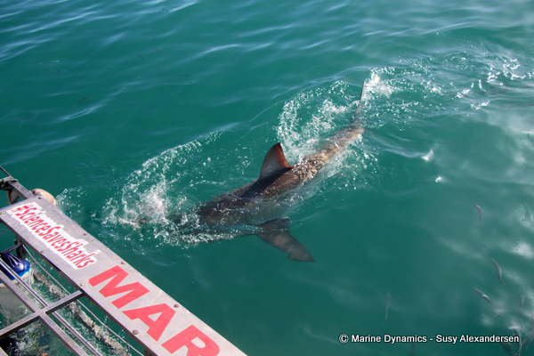 Great white shark