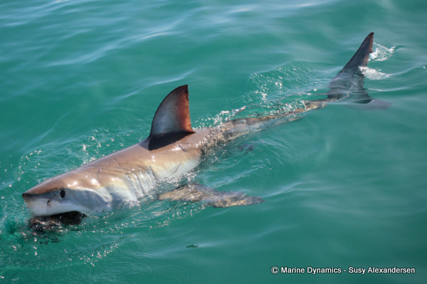 Great white shark