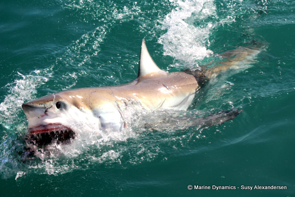 Great white shark