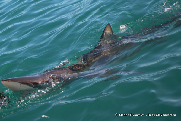 Bronze whaler shark