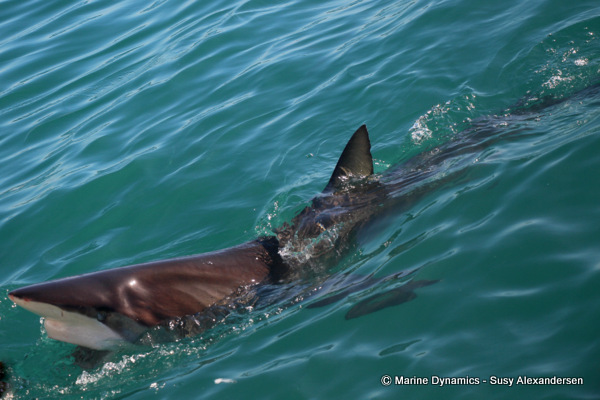 Bronze whaler shark