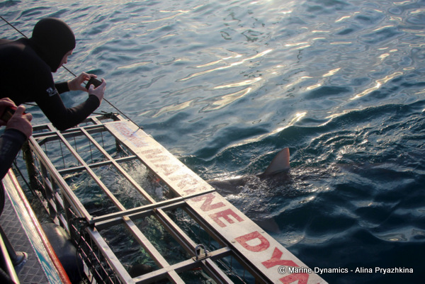 Shark cage diving, Gansbaai, South Africa
