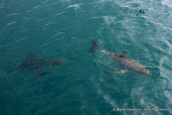 great white shark and bronze whaler shark same frame