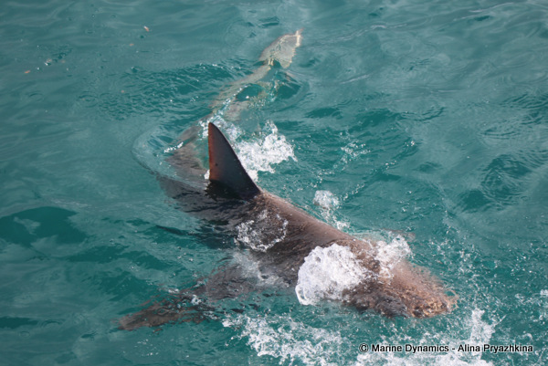 Bronze whaler shark