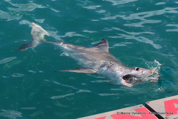 Great white shark female open mouth