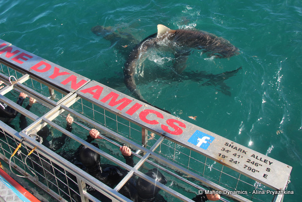Shark cage diving, Gansbaai, South Africa