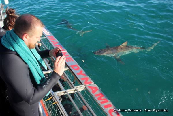Shark cage diving, Gansbaai, South Africa_bronze whaler sharks