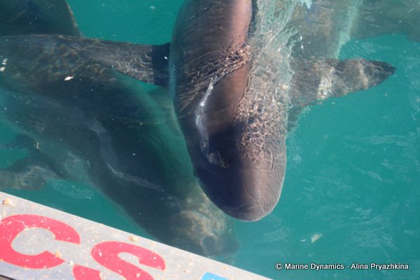 Bronze whaler sharks Gansbaai, south africa