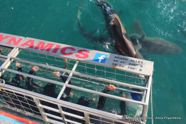 bronze whaler sharks close to shark cage divers South Africa
