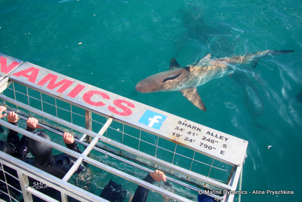 bronze whaler shark next to cage