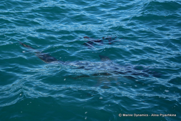 male great white shark just underneath water surface gansbaai south africa