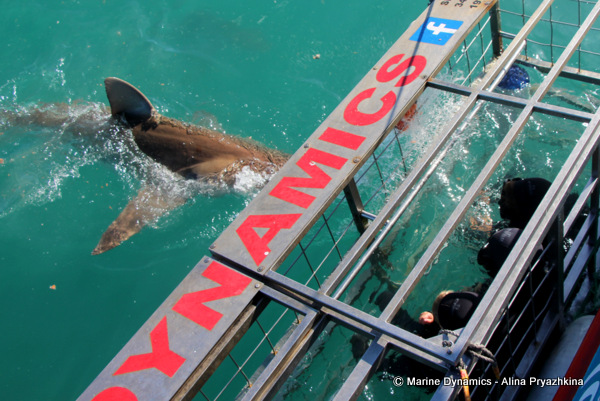 Bronze whaler shark, Gansbaai, South Africa