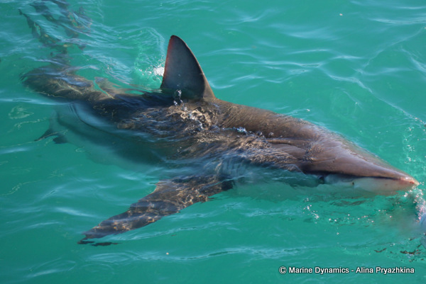 Bronze whaler, GAnsbaai, South AFrica