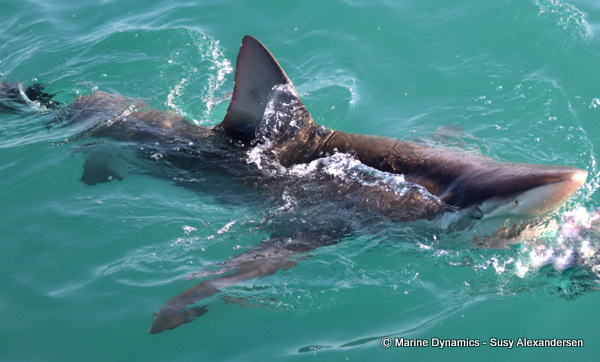 Bronze whaler shark