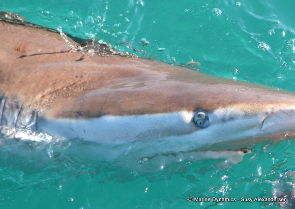 Bronze whaler shark