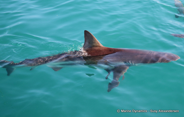 Bronze whaler shark