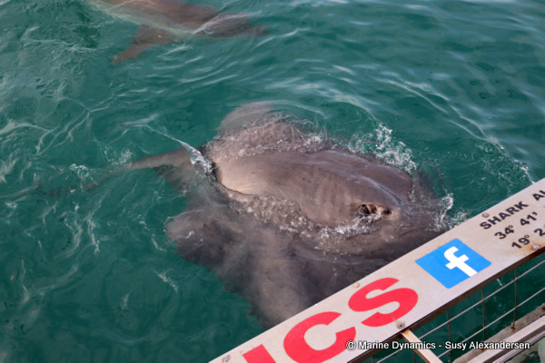 Bronze whaler shark