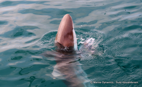 Bronze whaler shark