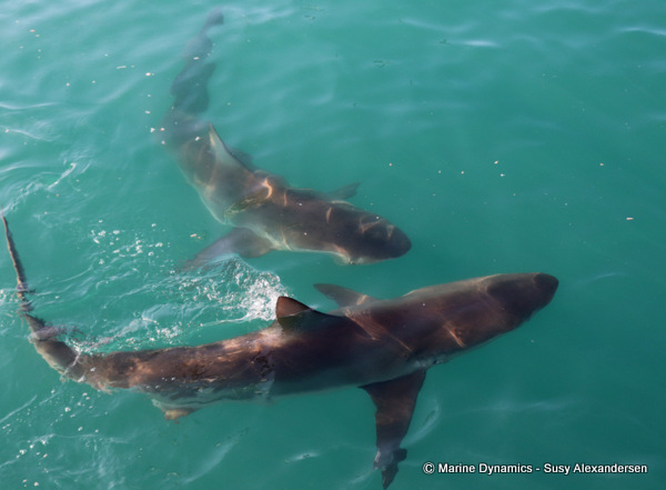 Bronze whaler shark