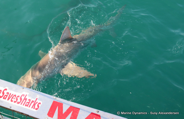 Bronze whaler shark