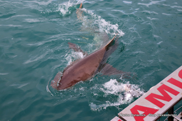Bronze Whaler shark, South Africa