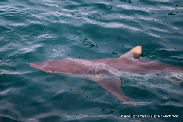 Bronze Whaler shark, South Africa