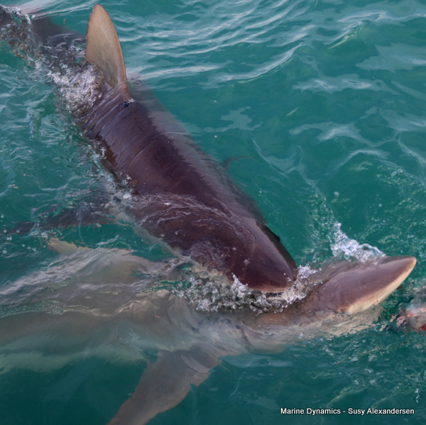 Bronze Whaler shark, South Africa