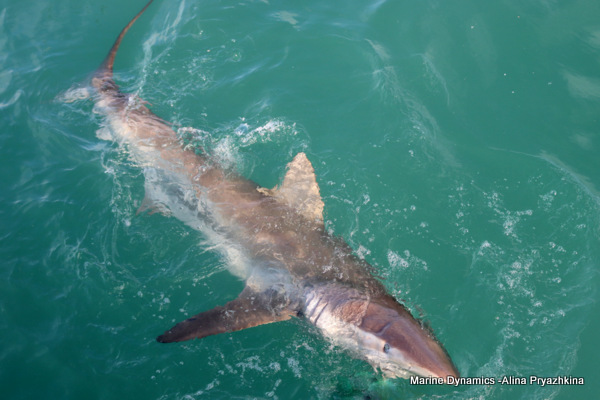 Bronze whaler, Gansbaai, South Africa