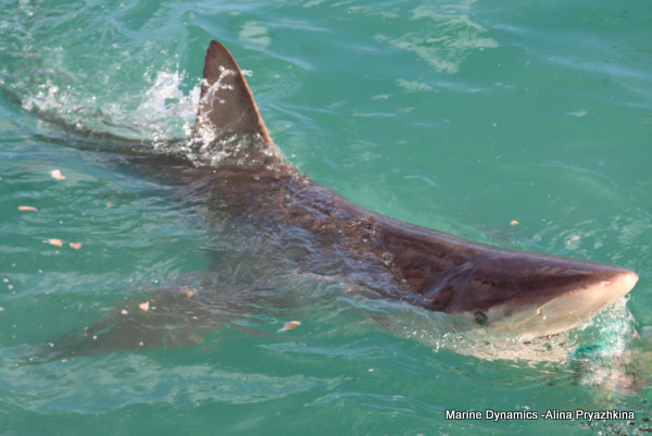 Bronze whaler, Gansbaaim South Africa