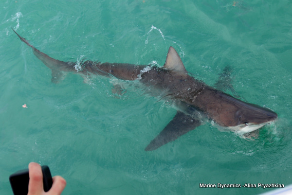 Bronze whaler, GAnsbaai, South Afica
