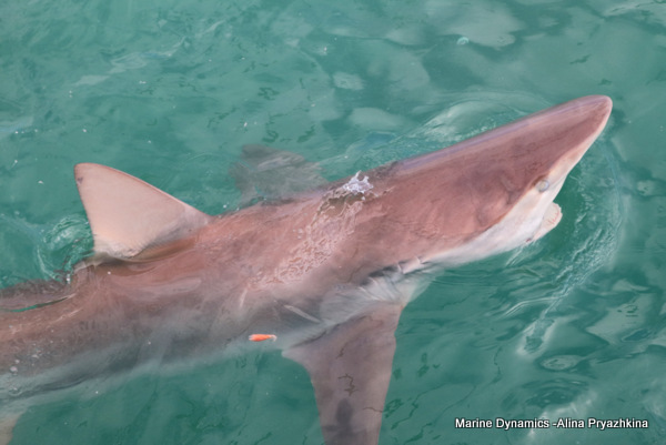 Bronze whaler, Gansbaai, South Africa