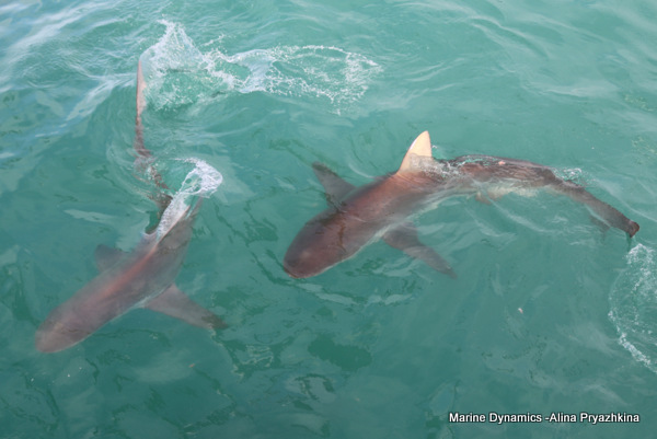 Bronze whaler, Gansbaai, South Africa
