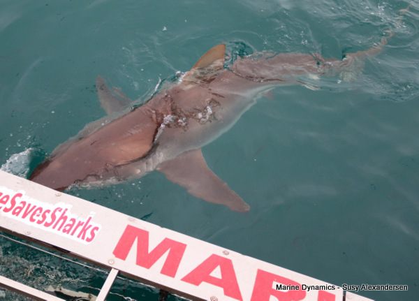 Bronze whaler shark