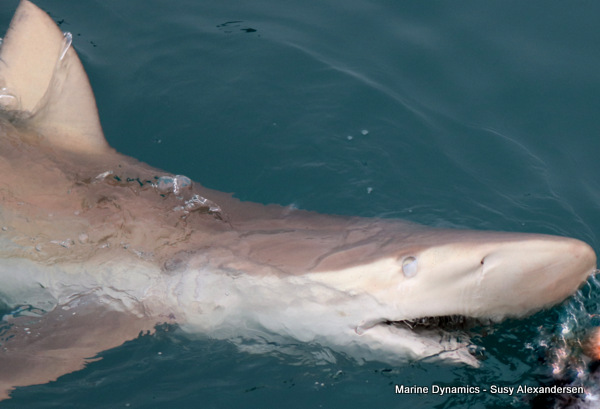 Bronze whaler shark
