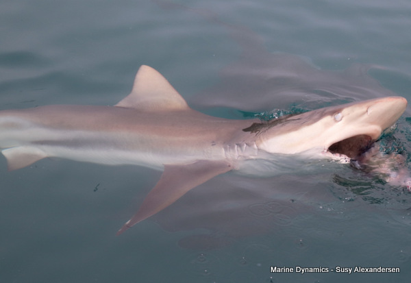 Bronze whaler shark