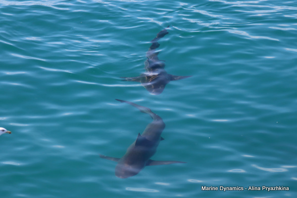 Bronze whalers, Gansbaai, South Africa