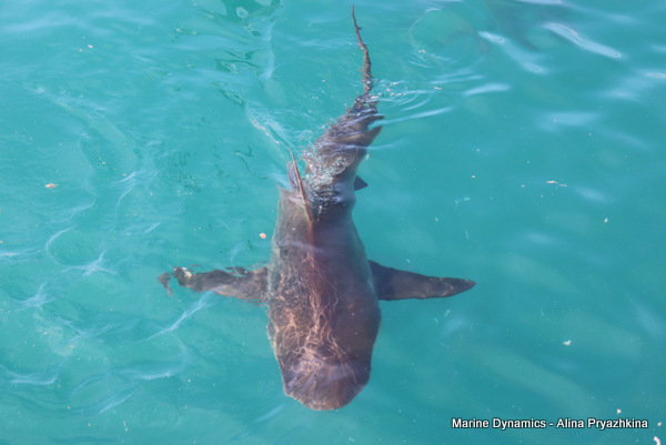 Bronze whaler, Gansbaai, South Africa