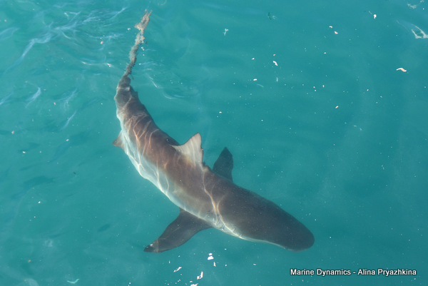 Bronze whaler, Gansbaai, South Africa