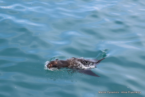 SHrak cage diving, Gansbaai, South Africa