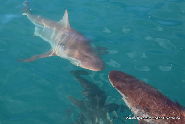 Bronze whaler shark