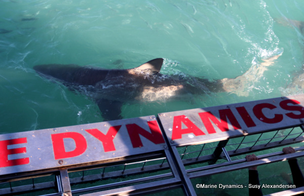 Bronze whaler shark